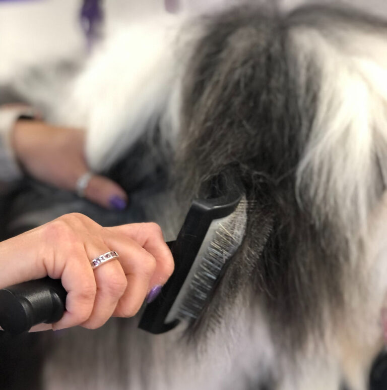 Essential Dog Grooming Tools For Beginners