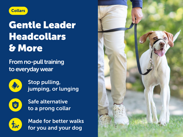 Dog Harness Vs Collar