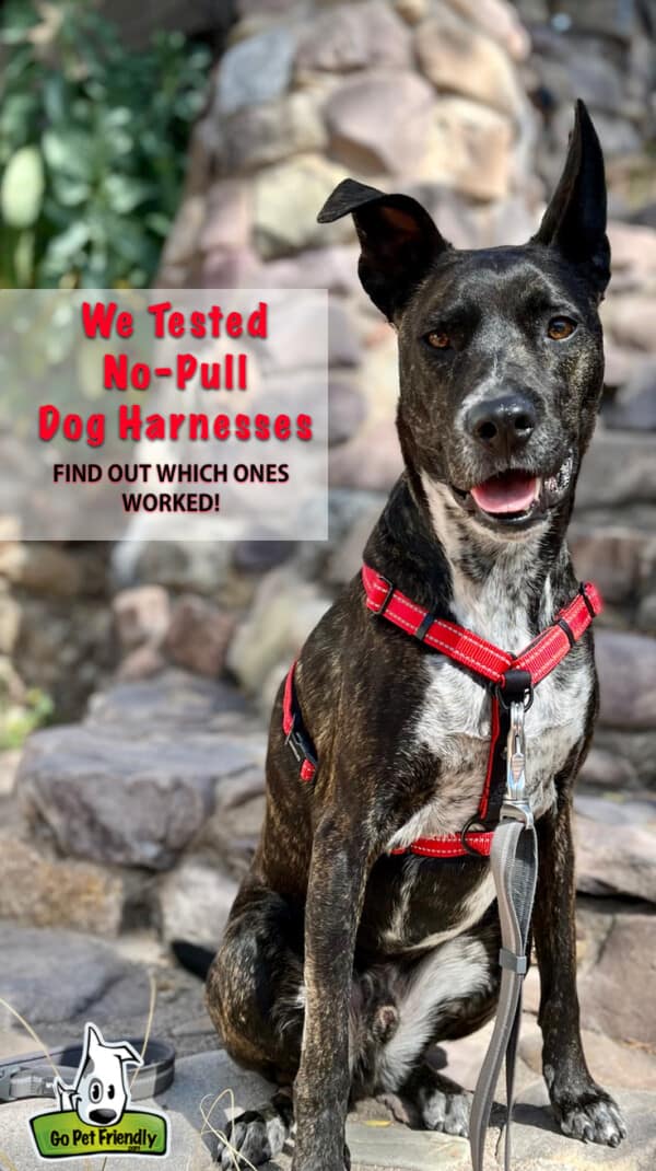 Top-Rated No-Pull Dog Harnesses