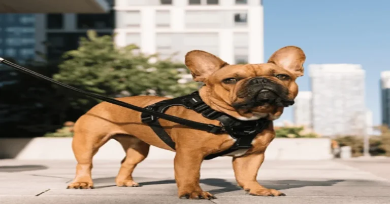 Dog Slip Out Of Every Harness