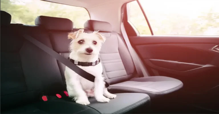 Stop A Dog From Sliding Around In The Car