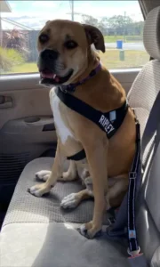 Stop A Dog From Sliding Around In The Car