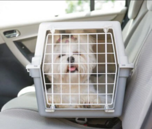Stop A Dog From Sliding Around In The Car
