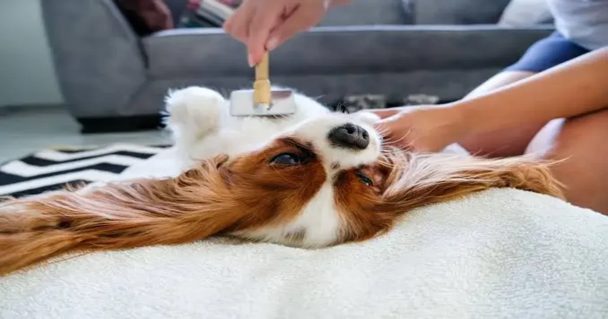 Groom A Dog At Home