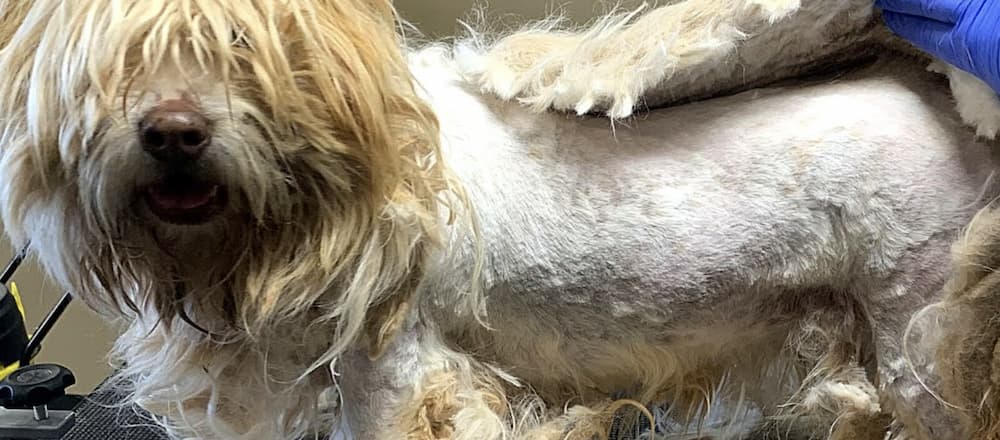Matted Dog Hair