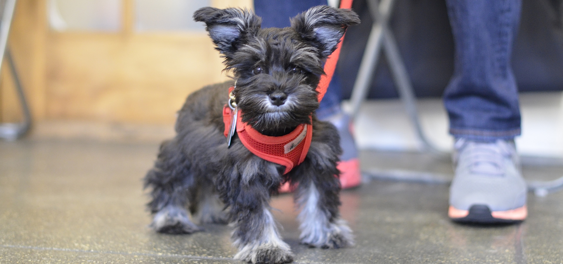 Front-Clip Vs Back-Clip Dog Harness
