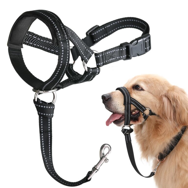 How To Stop A Dog From Chewing Their Harness Or Collar