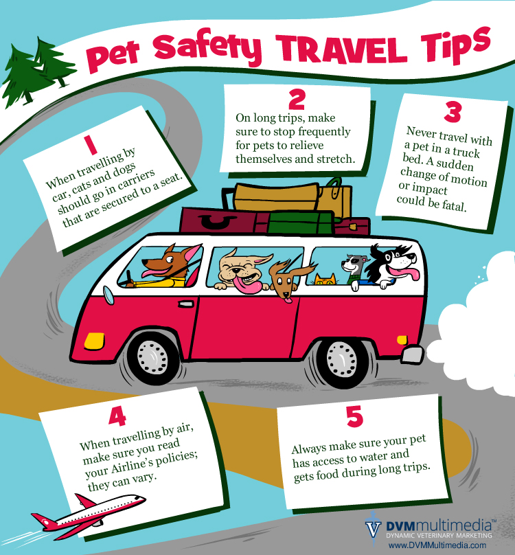 How Often To Stop On A Road Trip With A Dog