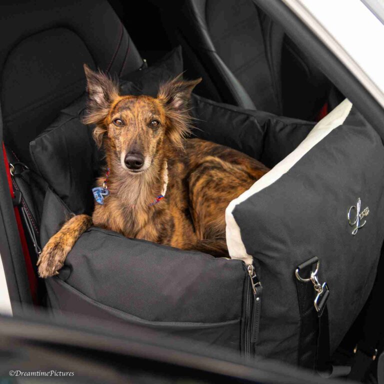 How To Travel With Two Dogs In One Car Without Stress