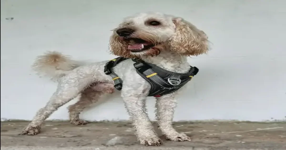 Signs Your Dog Is Wearing The Wrong Harness