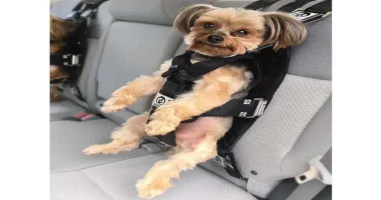 How To Stop Dogs From Barking During Car Rides