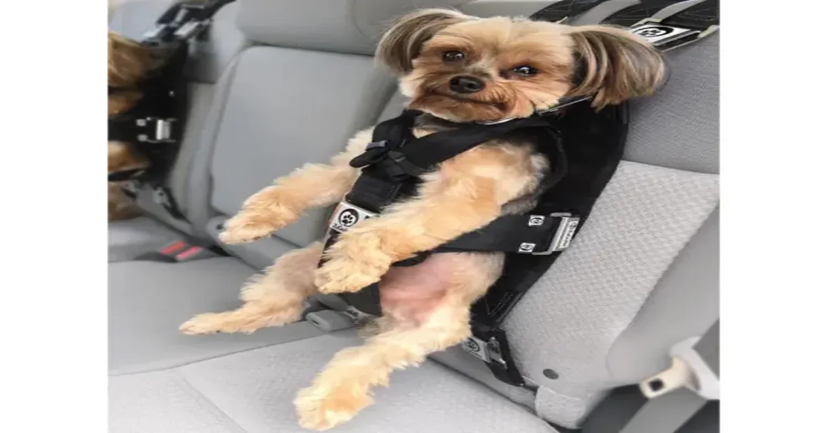 How To Stop Dogs From Barking During Car Rides