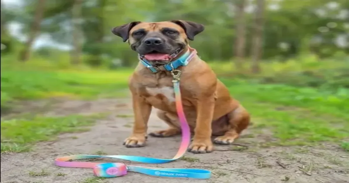 How Often Should You Wash Your Dog’s Harness & Collar