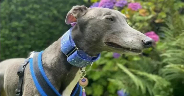 Martingale Collar Vs Flat Collar