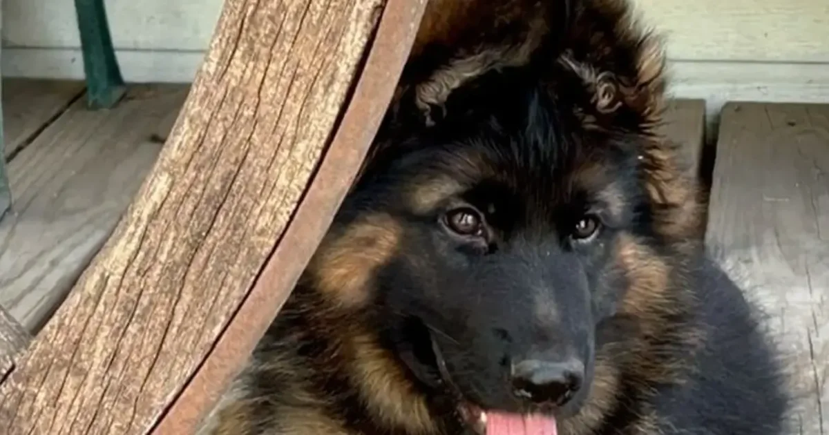 How To Avoid Heat Stress In Dogs