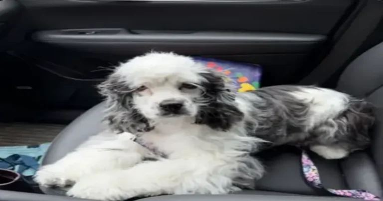 Why Your Dog Cries During Grooming