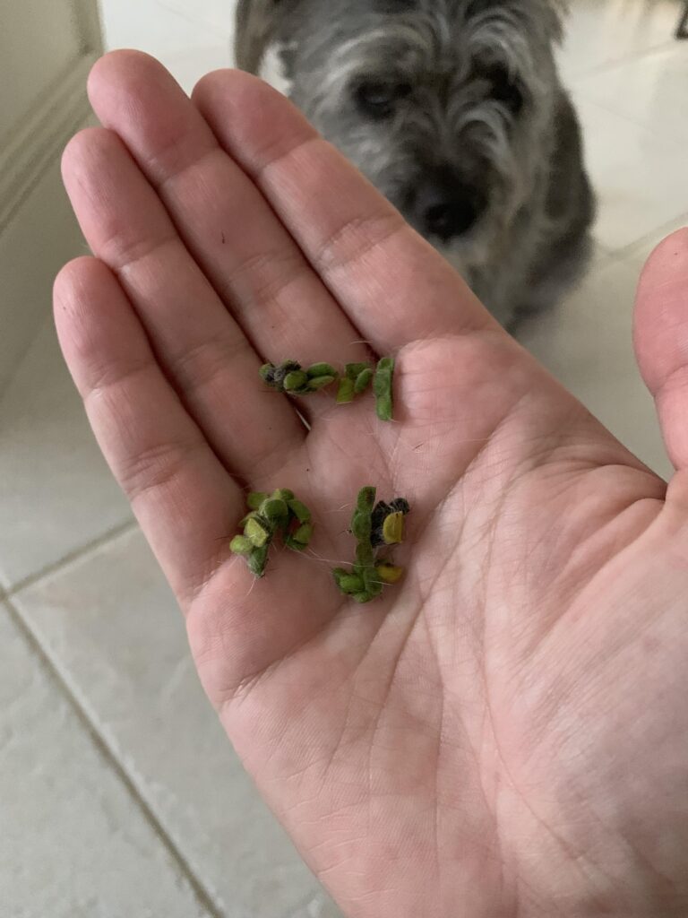 How To Remove Sticky Burs And Seeds From Dog Fur Without Cutting
