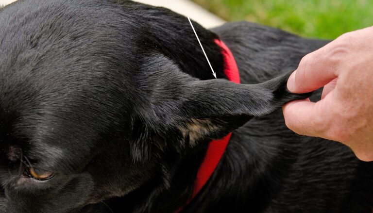 Why Does My Dog Scratch After Wearing A Collar?