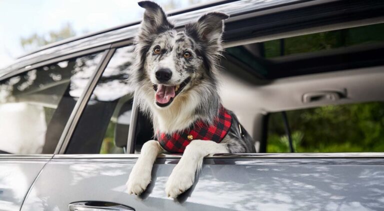 How To Help Rescue Dogs Feel Safe During Car Rides