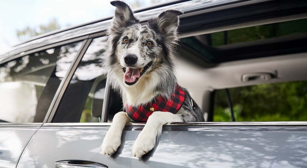 How To Help Rescue Dogs Feel Safe During Car Rides