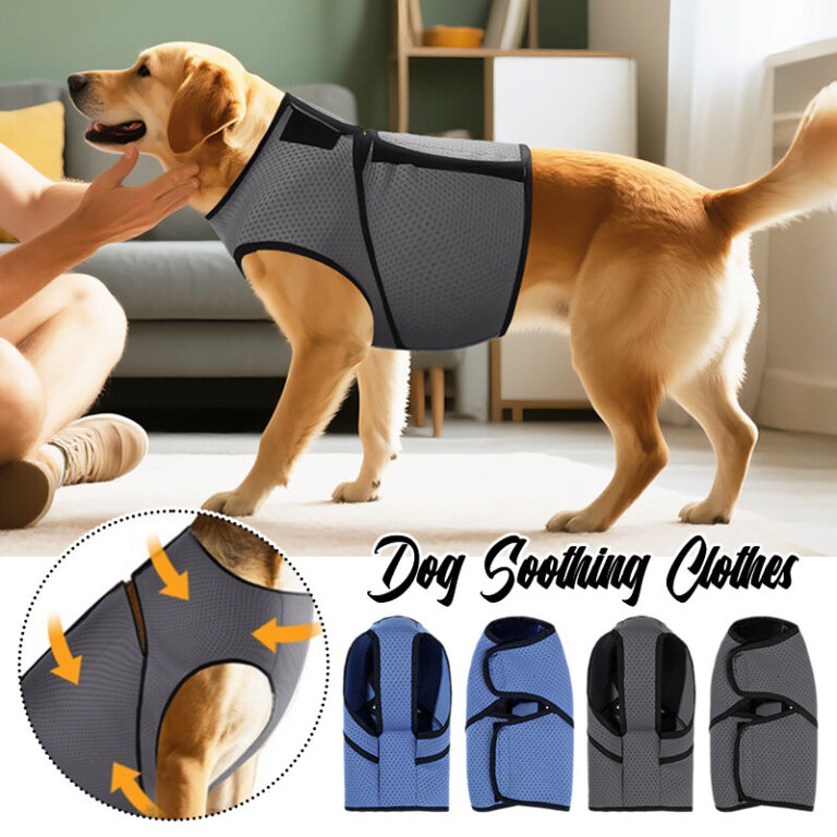 How To Introduce A Harness To A Nervous Dog