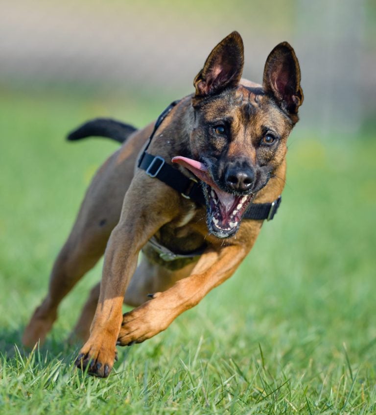 How Often Should You Brush Your Dog?