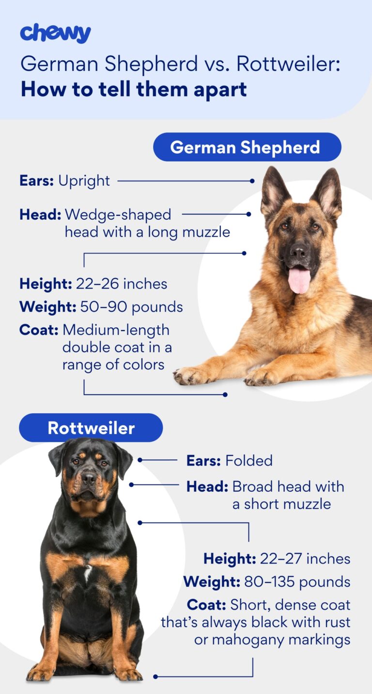 Best Self-Cleaning Dog Brush For German Shepherds 2026