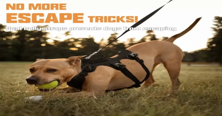 Why Does My Dog Pull More With A Harness