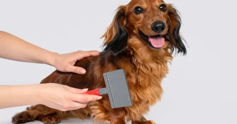 Can You Overbrush A Dog