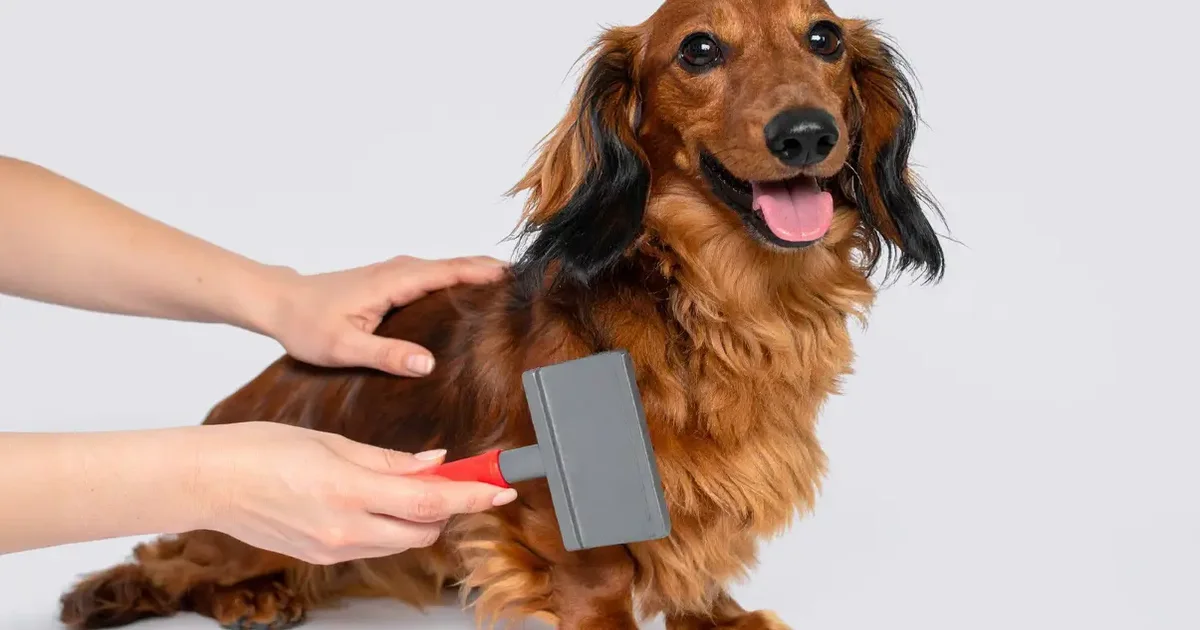 Can You Overbrush A Dog